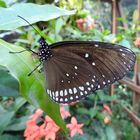 Gemeine Krähe(Euploea core graminifera)