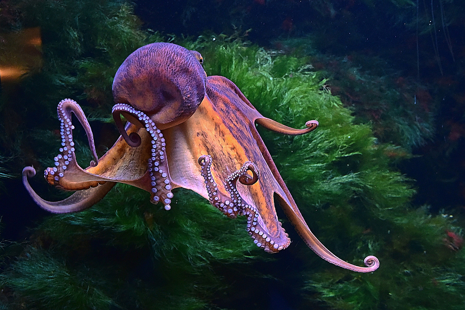 Gemeine Krake (Octopus vulgaris)