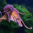 Gemeine Krake (Octopus vulgaris)