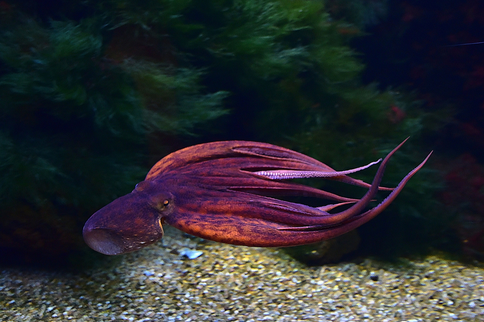 Gemeine Krake (Octopus vulgaris)