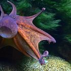 Gemeine Krake (Octopus vulgaris)