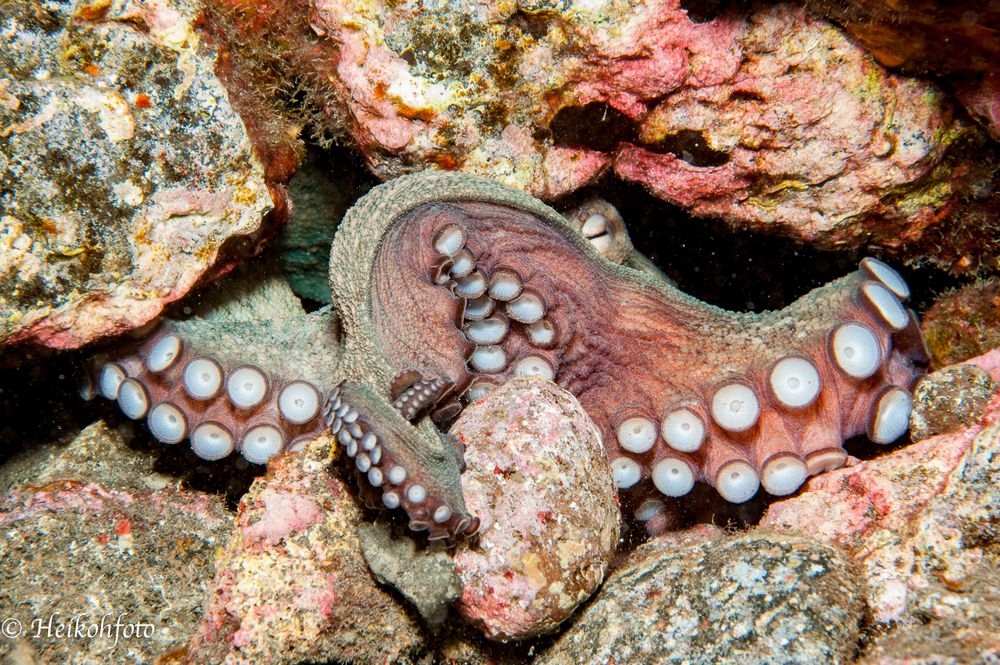 Gemeine Krake - Octopus vulgaris, La Palma