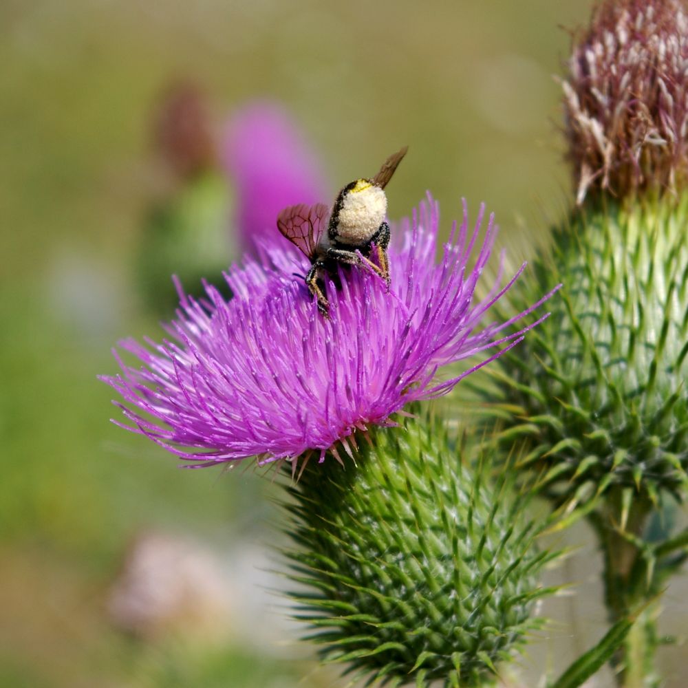 Gemeine Kratzdistel