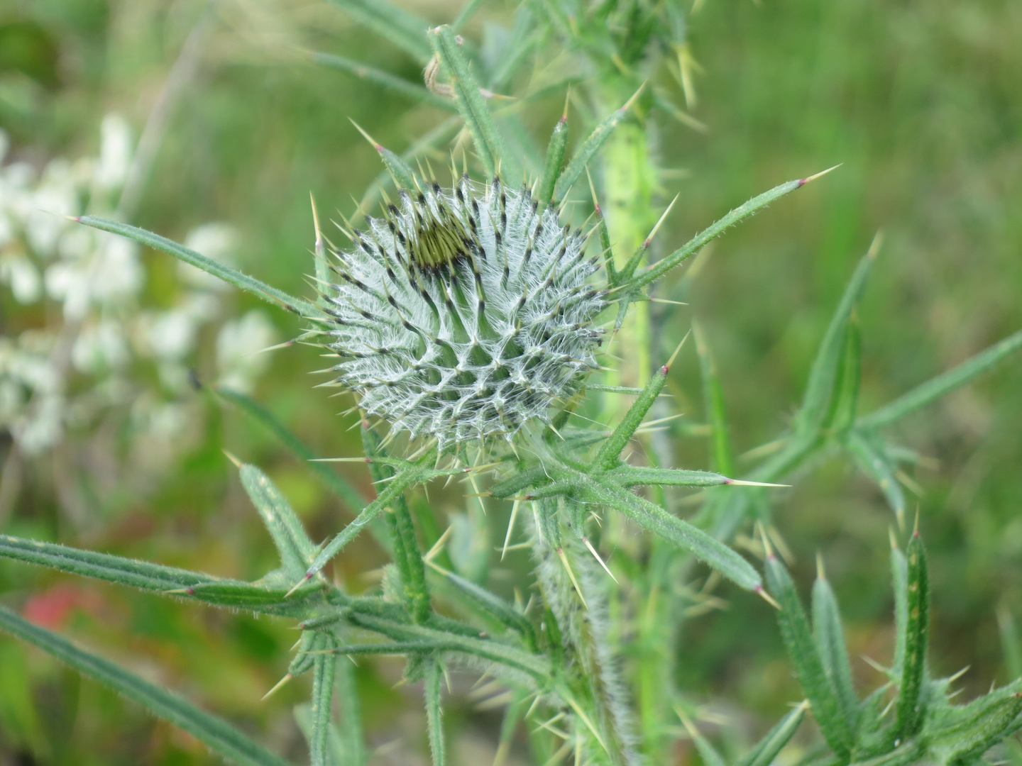 Gemeine Kratzdistel