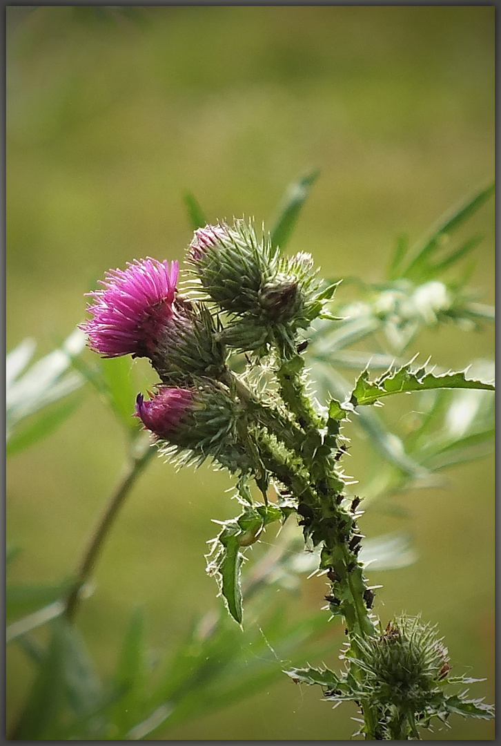 Gemeine Kratzdistel