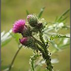 Gemeine Kratzdistel