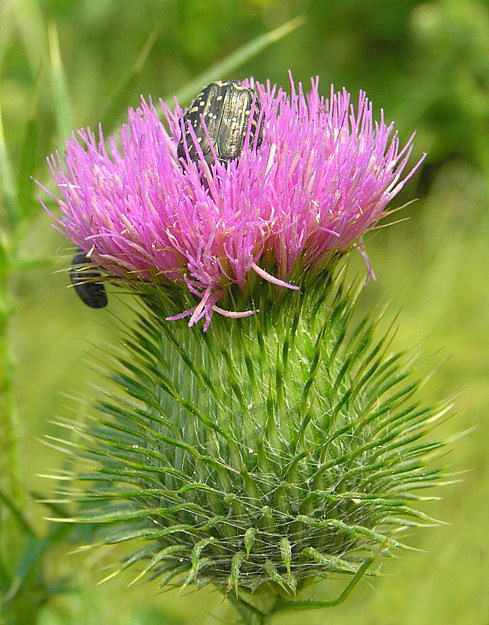 Gemeine Kratzdistel - Cirsium vulgare