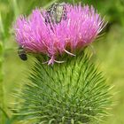 Gemeine Kratzdistel - Cirsium vulgare