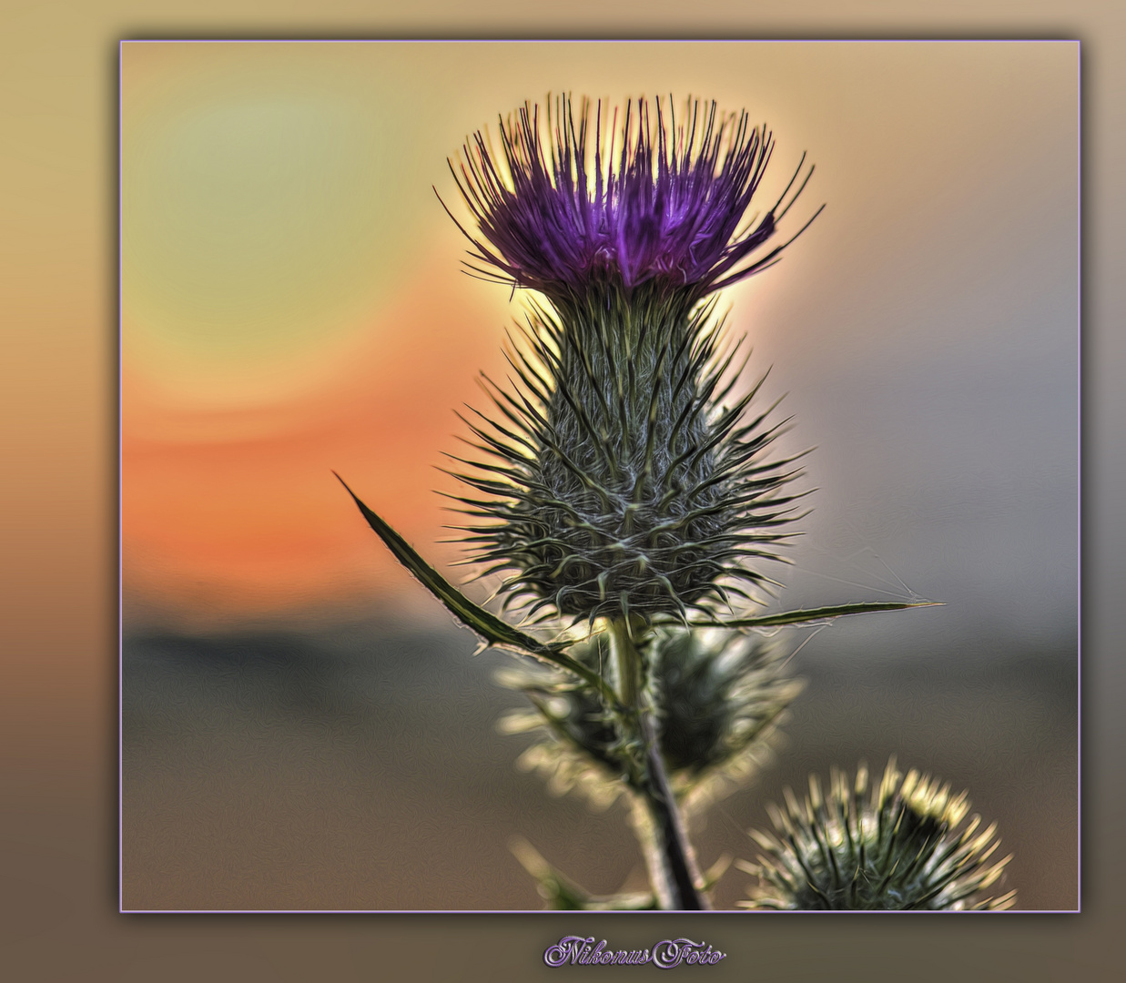  Gemeine Kratzdistel (Crisum vulgare)