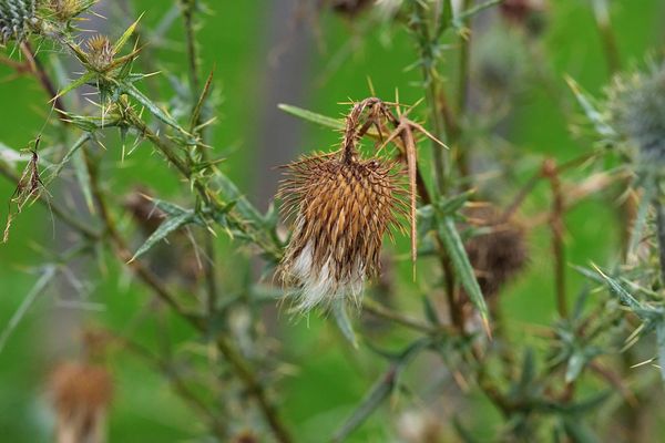 Gemeine Kratzdistel kann auch kratzen