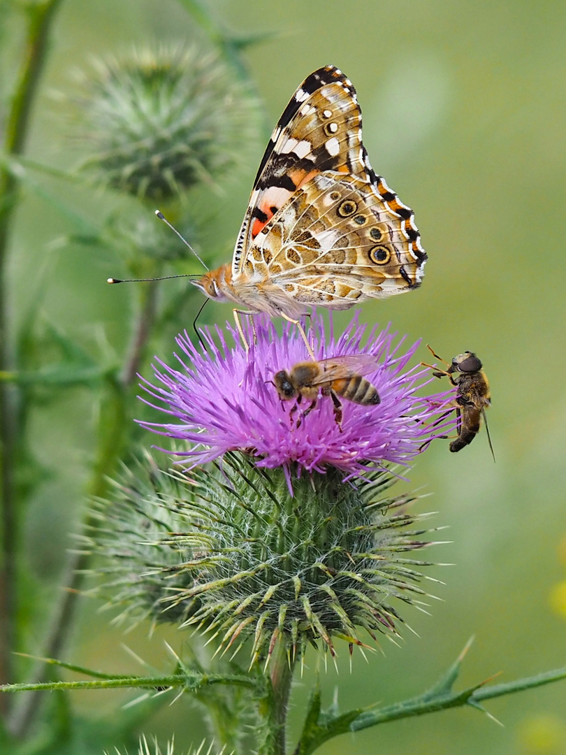 Gemeine Kratzdistel mit Besucher