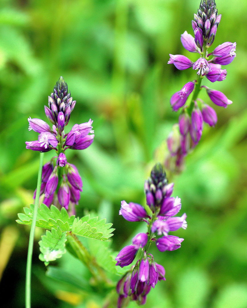 Gemeine Kreuzblume wartet mit der Blüte auf Sonne