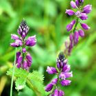 Gemeine Kreuzblume wartet mit der Blüte auf Sonne