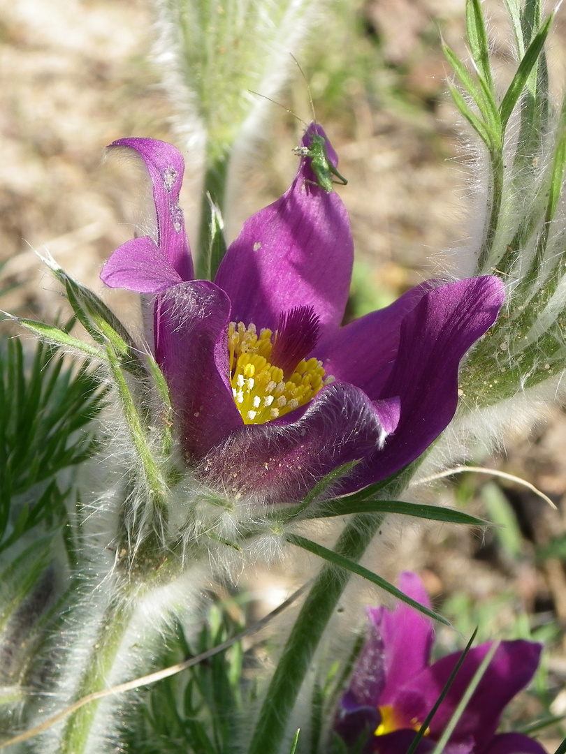 gemeine Küchenschelle (Pulsatilla vulgaris)