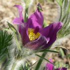 gemeine Küchenschelle (Pulsatilla vulgaris)