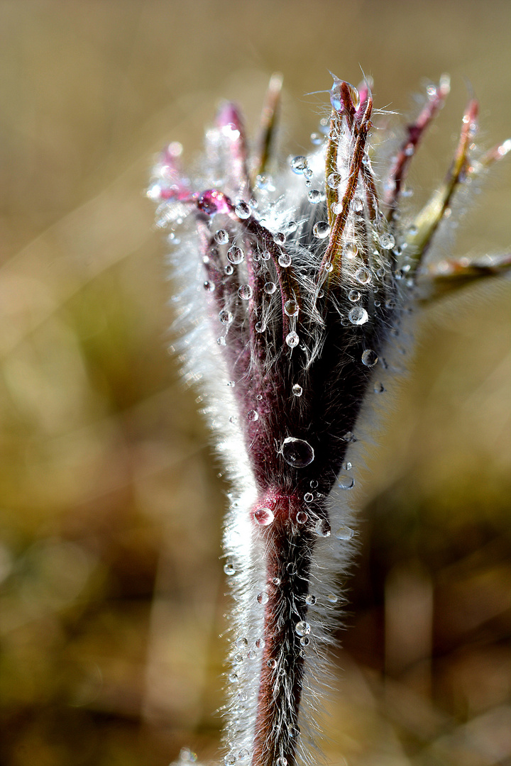 Gemeine Küchenschelle (Pulsatilla vulgaris) 1