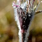 Gemeine Küchenschelle (Pulsatilla vulgaris) 1