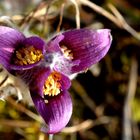 Gemeine Küchenschelle (Pulsatilla vulgaris) 3