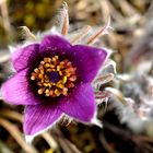 Gemeine Küchenschelle (Pulsatilla vulgaris) 4