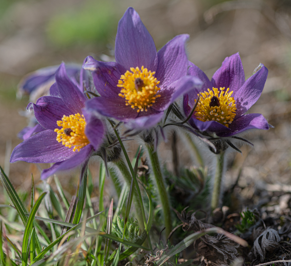 Gemeine Kuhschelle-Frühlingsbote in Thüringen 1