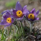 Gemeine Kuhschelle-Frühlingsbote in Thüringen 1