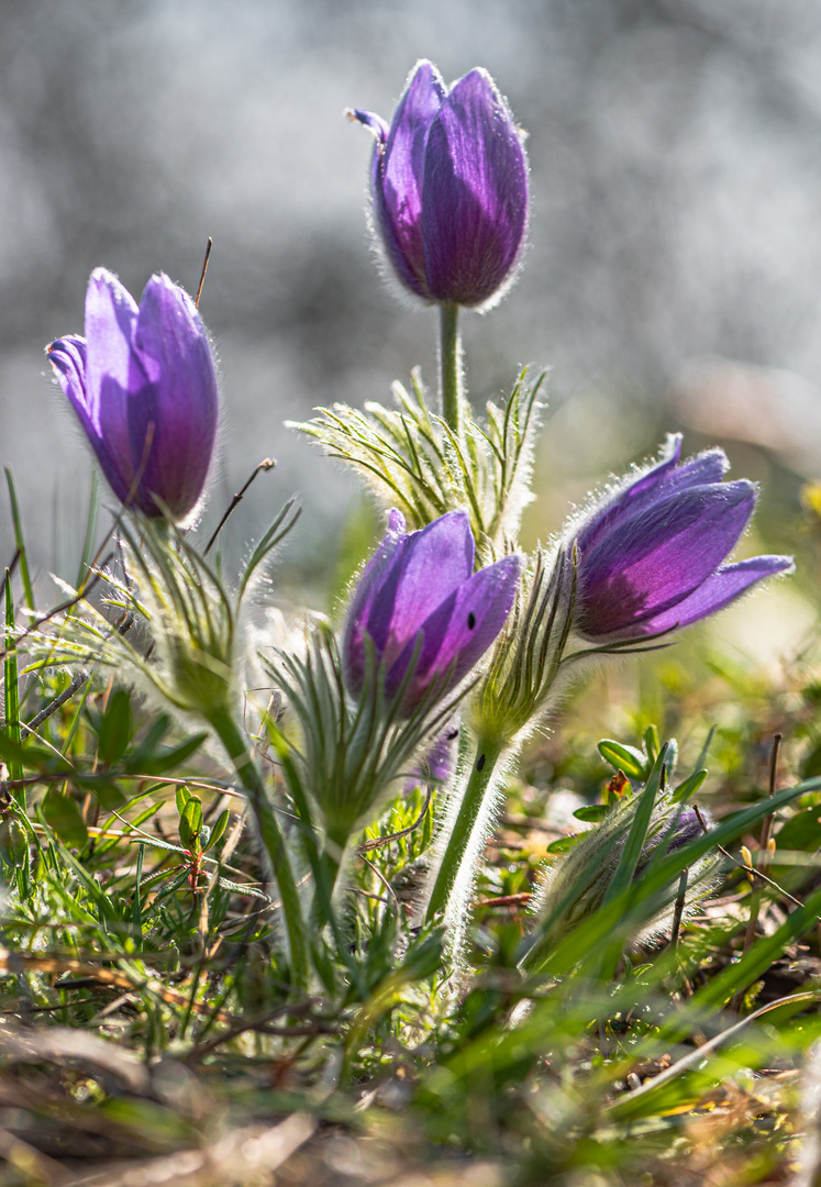 Gemeine Kuhschelle-Frühlingsbote in Thüringen 3