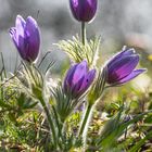 Gemeine Kuhschelle-Frühlingsbote in Thüringen 3