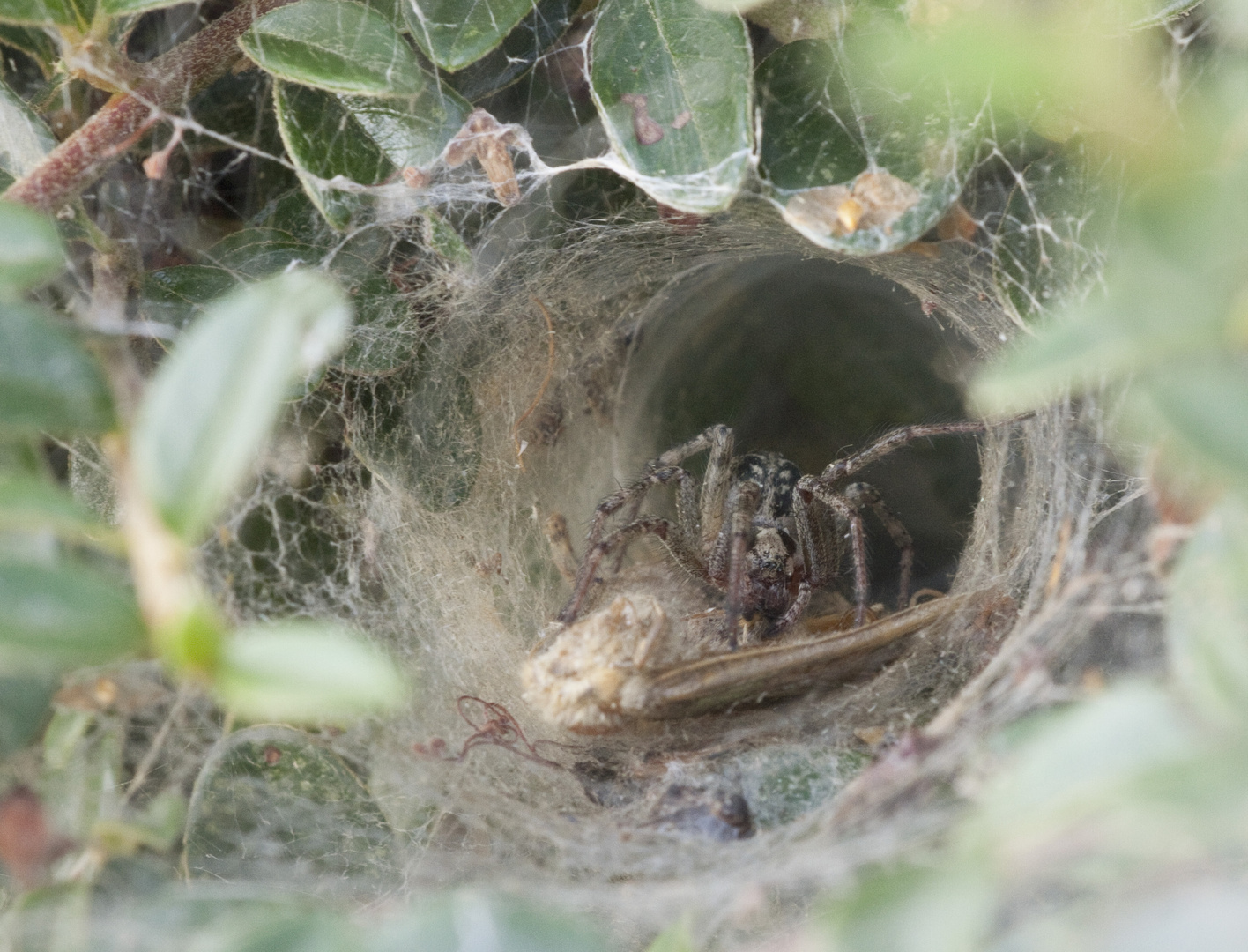 Gemeine Labyrinthspinne