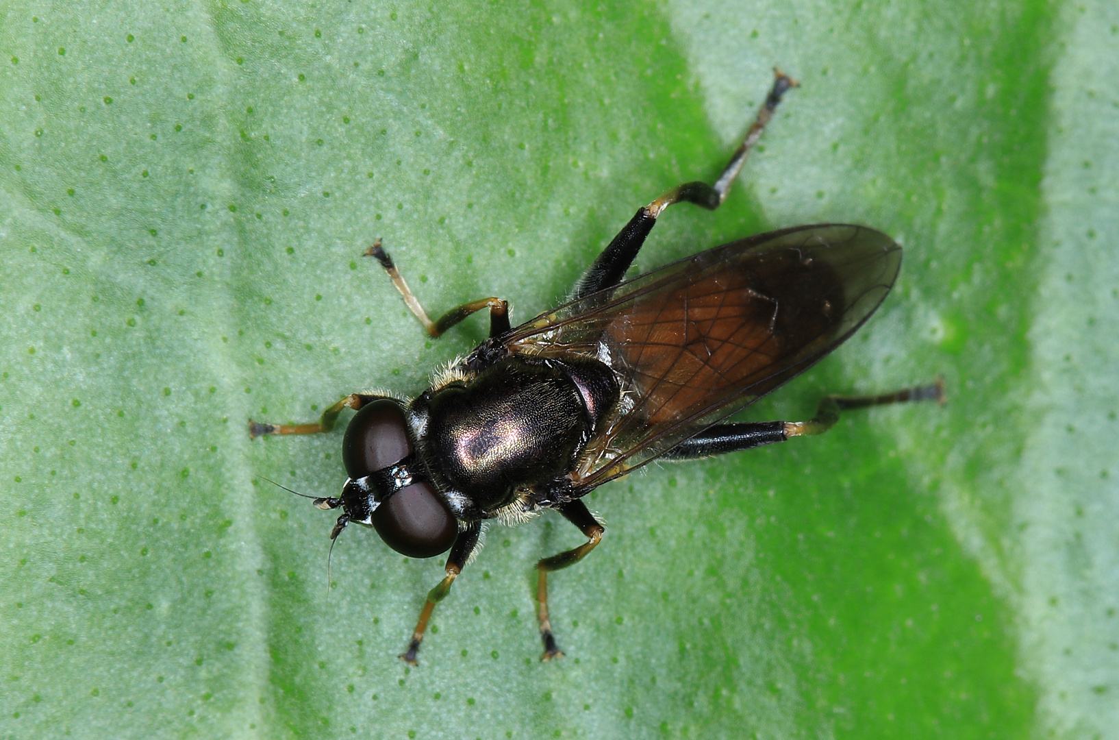 Gemeine Langbauch-Schwebfliege, Xylota segnis