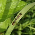 Gemeine Langbauch-Schwebfliegen (Sphaerophoria scripta) bei der Paarung