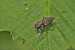  Gemeine Langbauchschwebfliege