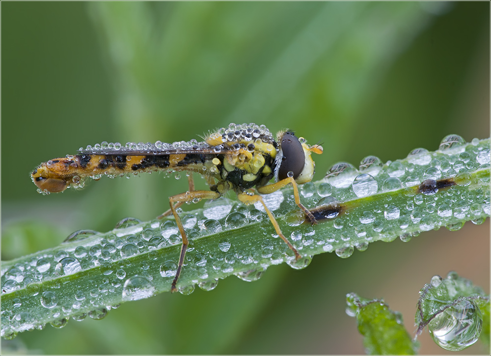 Gemeine Langbauchschwebfliege