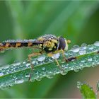 Gemeine Langbauchschwebfliege