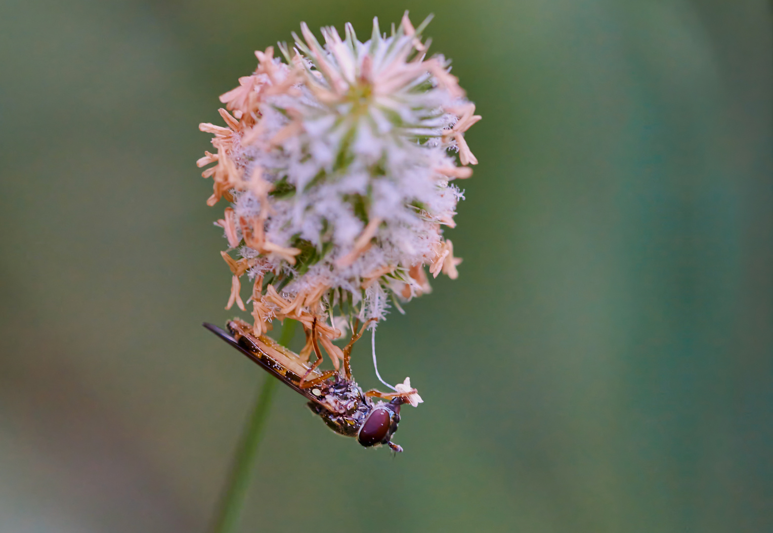 Gemeine Langbauchschwebfliege