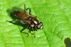 Gemeine Langbauchschwebfliege (Hoverfly, Xylota segnis)