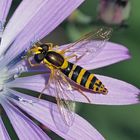 Gemeine Langbauchschwebfliege (Sphaerophoria cripta)