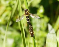 Gemeine Langbauchschwebfliege (Sphaerophoria scripta)