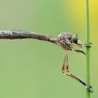 Gemeine Langfliege (Leptogaster cylindrica)