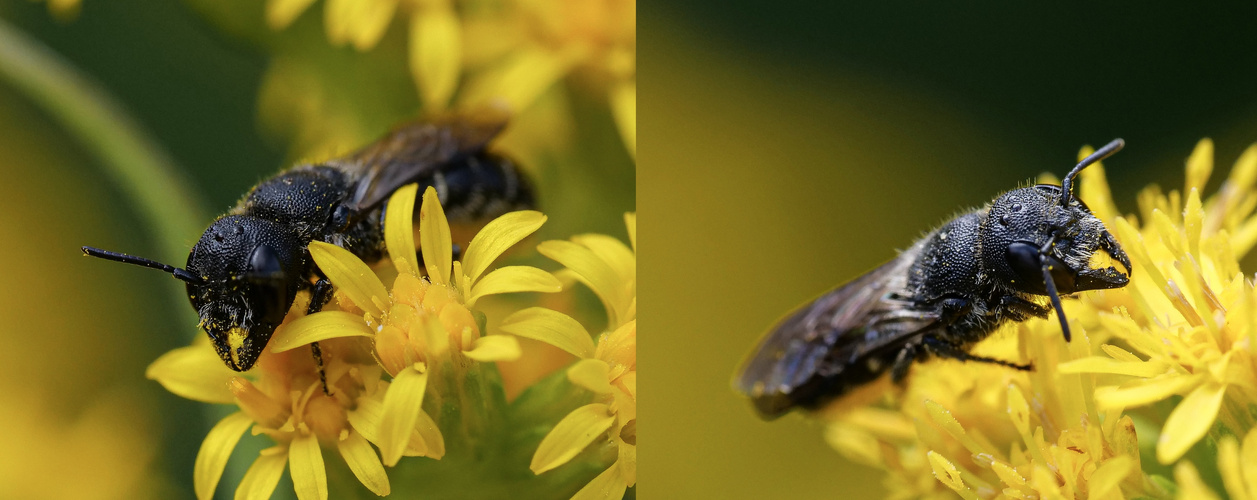 Gemeine Löcherbiene (heriade truncorum)