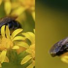 Gemeine Löcherbiene (heriade truncorum)