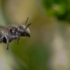 Gemeine Löcherbiene (Heriades truncorum)