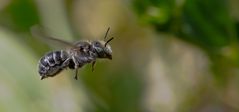 Gemeine Löcherbiene (Heriades truncorum)