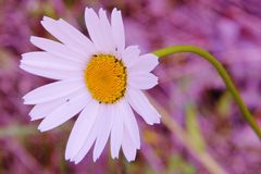 Gemeine Margerite (Leucanthemum vulgare) mein Spiel mit den Farben)