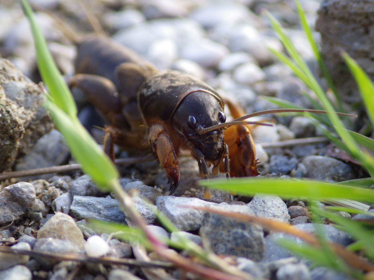 Gemeine Maulwurfsgrille (Gryllotalpa gryllotalpa),