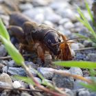 Gemeine Maulwurfsgrille (Gryllotalpa gryllotalpa),