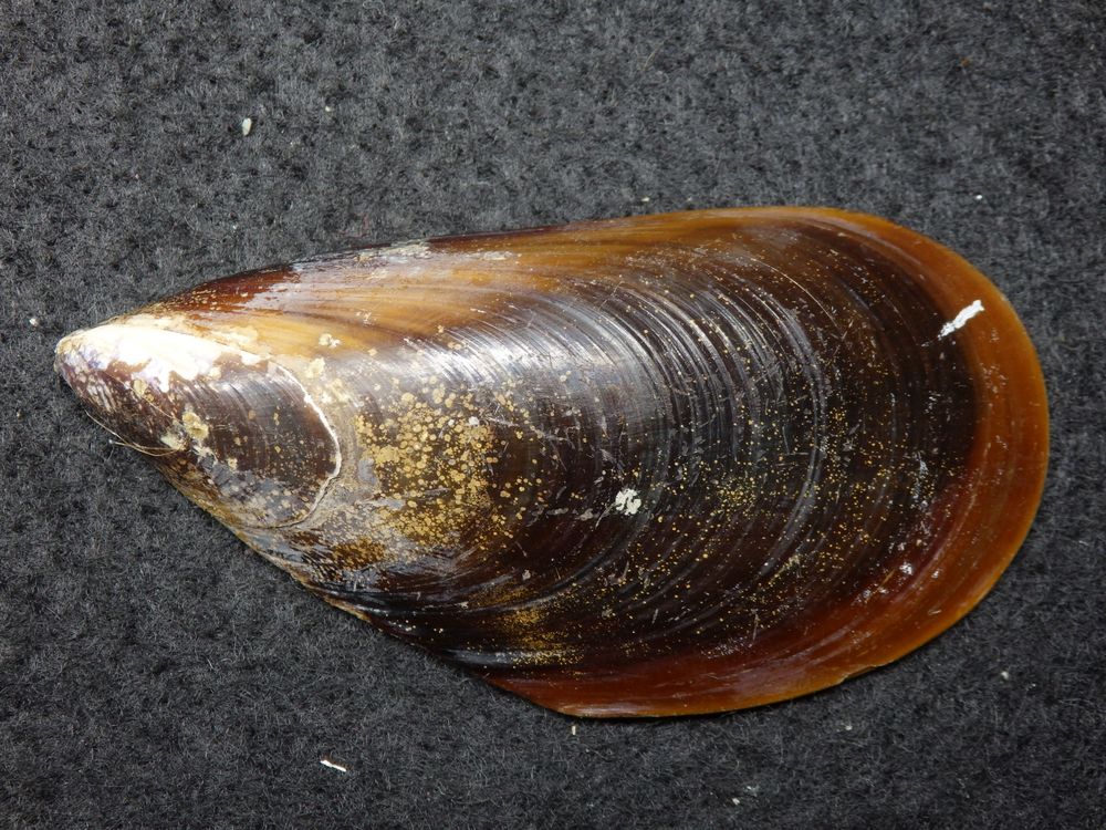 Gemeine Miesmuschel (Mytilus edulis)