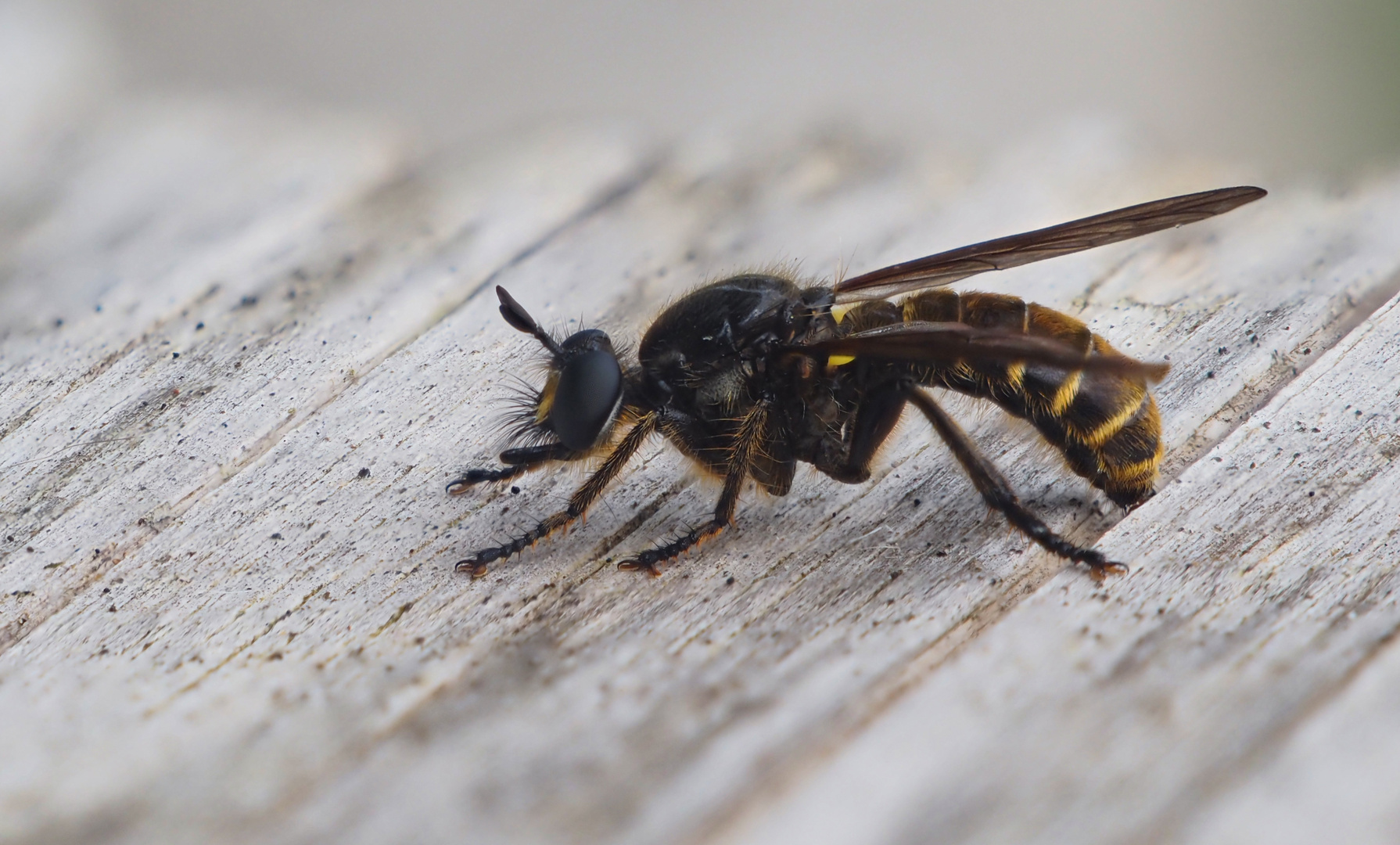 Gemeine Mordfliege  (Choerades marginata)