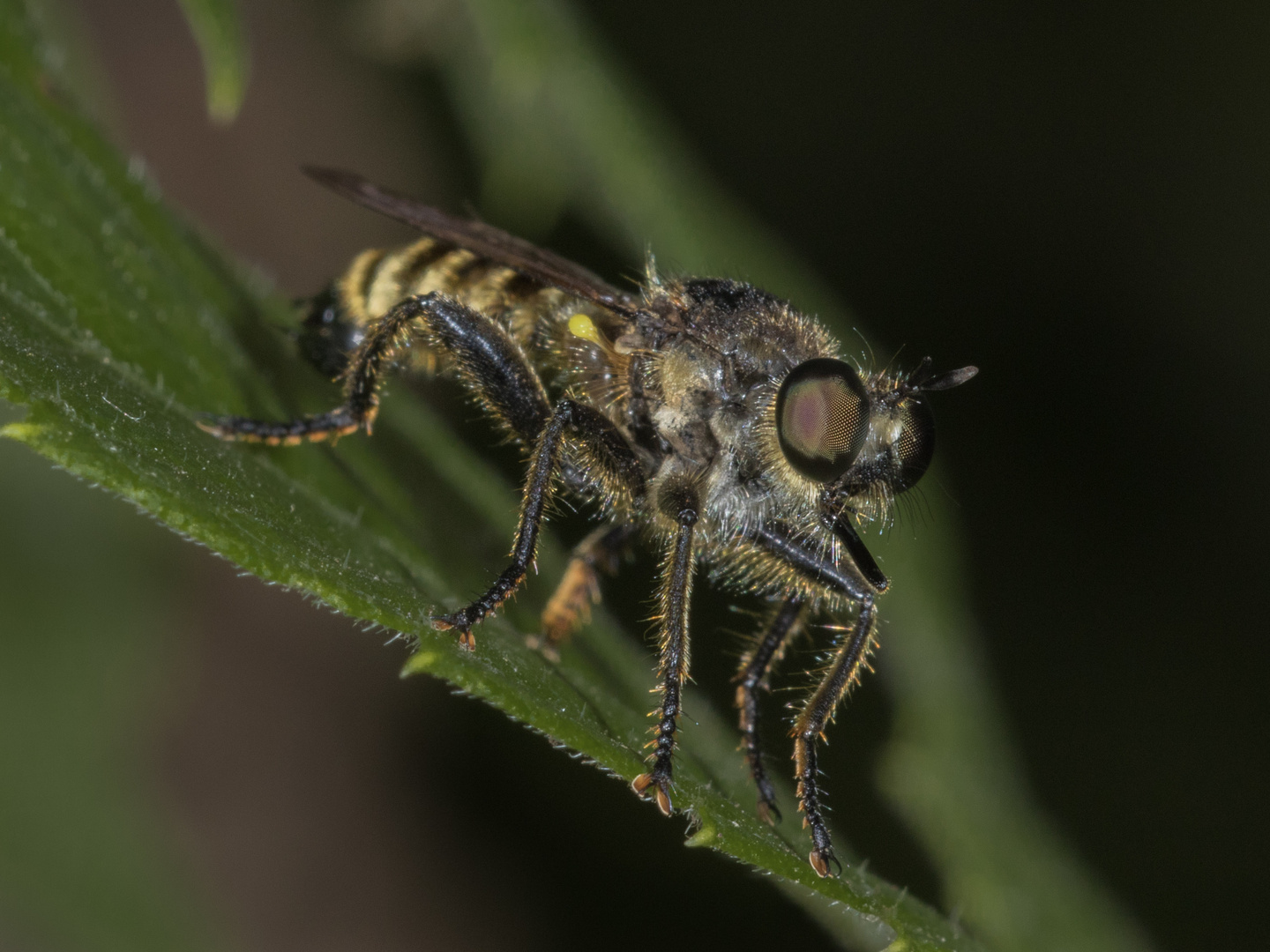 Gemeine Mordfliege II