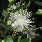 Gemeine Myrte (Myrtus communis) mit wunderschönen weißen Blüten