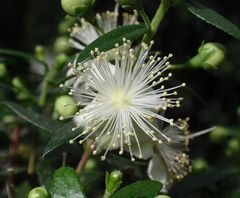 Gemeine Myrte (Myrtus communis) mit wunderschönen weißen Blüten